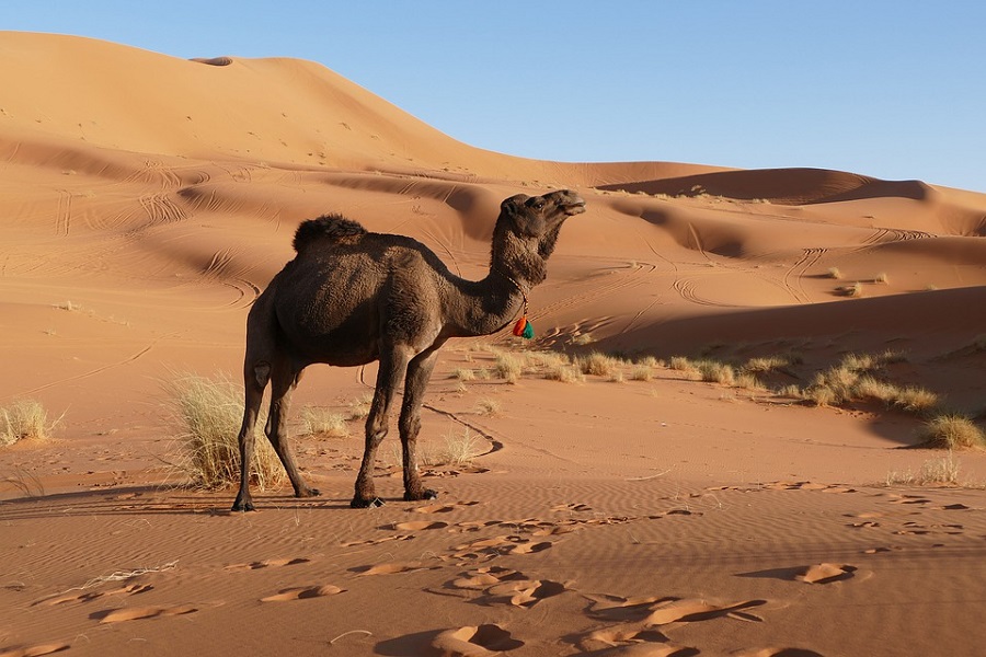 3 Days from Fes to Marrakech via desert