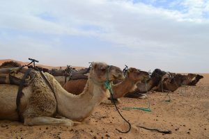 10 días de Tánger a Marrakech y Desierto