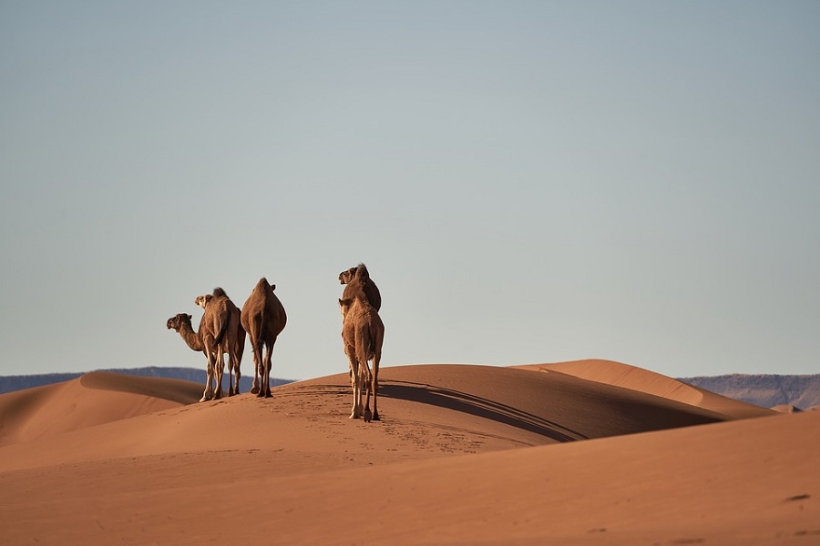 5 Days from Marrakech to Desert